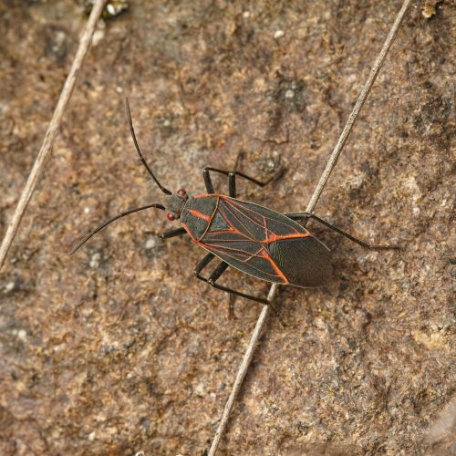 Closeup Of The Western Boxelder Bug Boisea Rubrolineata on rocky surface.