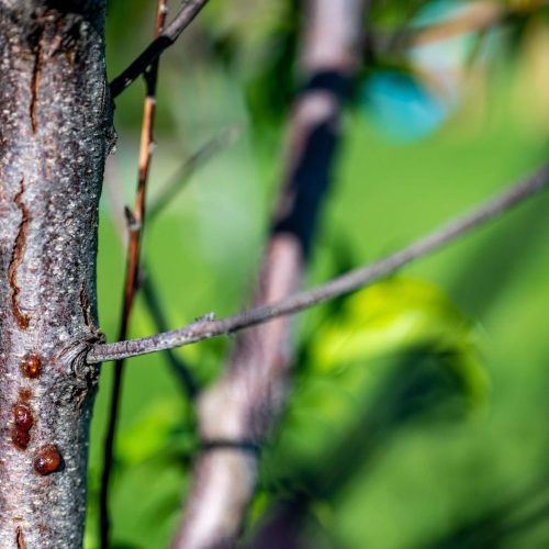 Close-up of Damaged tree bark with resin drops