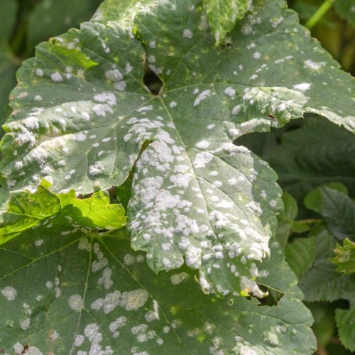 Close-up of leaf with white powdery mildew