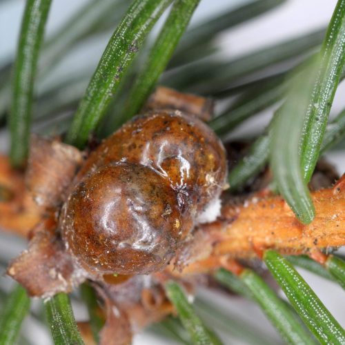 Close-up of galls on spruce needles and branch