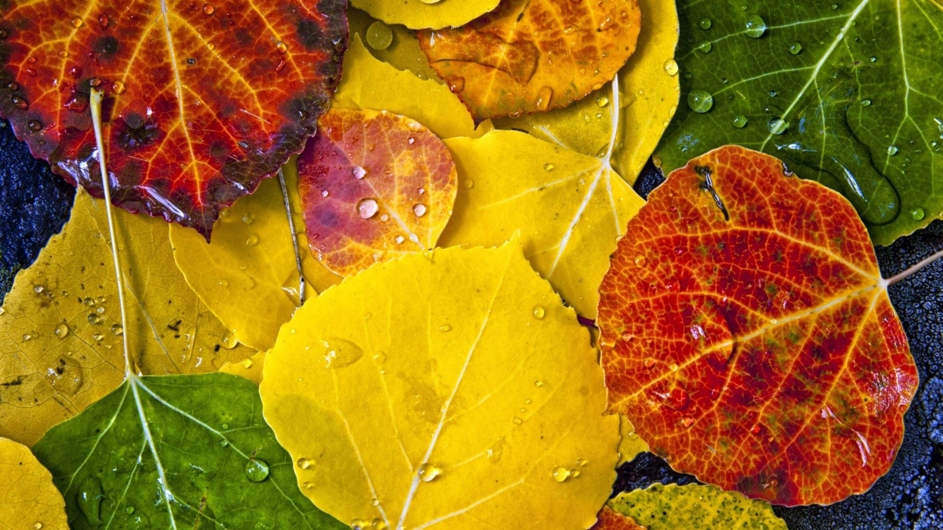 Colorful wet autumn leaves on dark surface