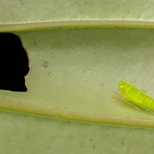 Green Leaf hopper on leaf close-up