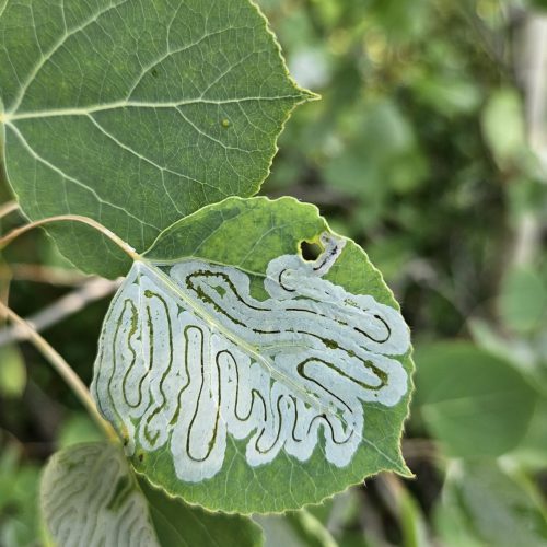 Leaf with intricate leaf miner trails, green foliage background. The Aspen Leafminer (Phyllocnistis populiella) tiny moth insect damage.