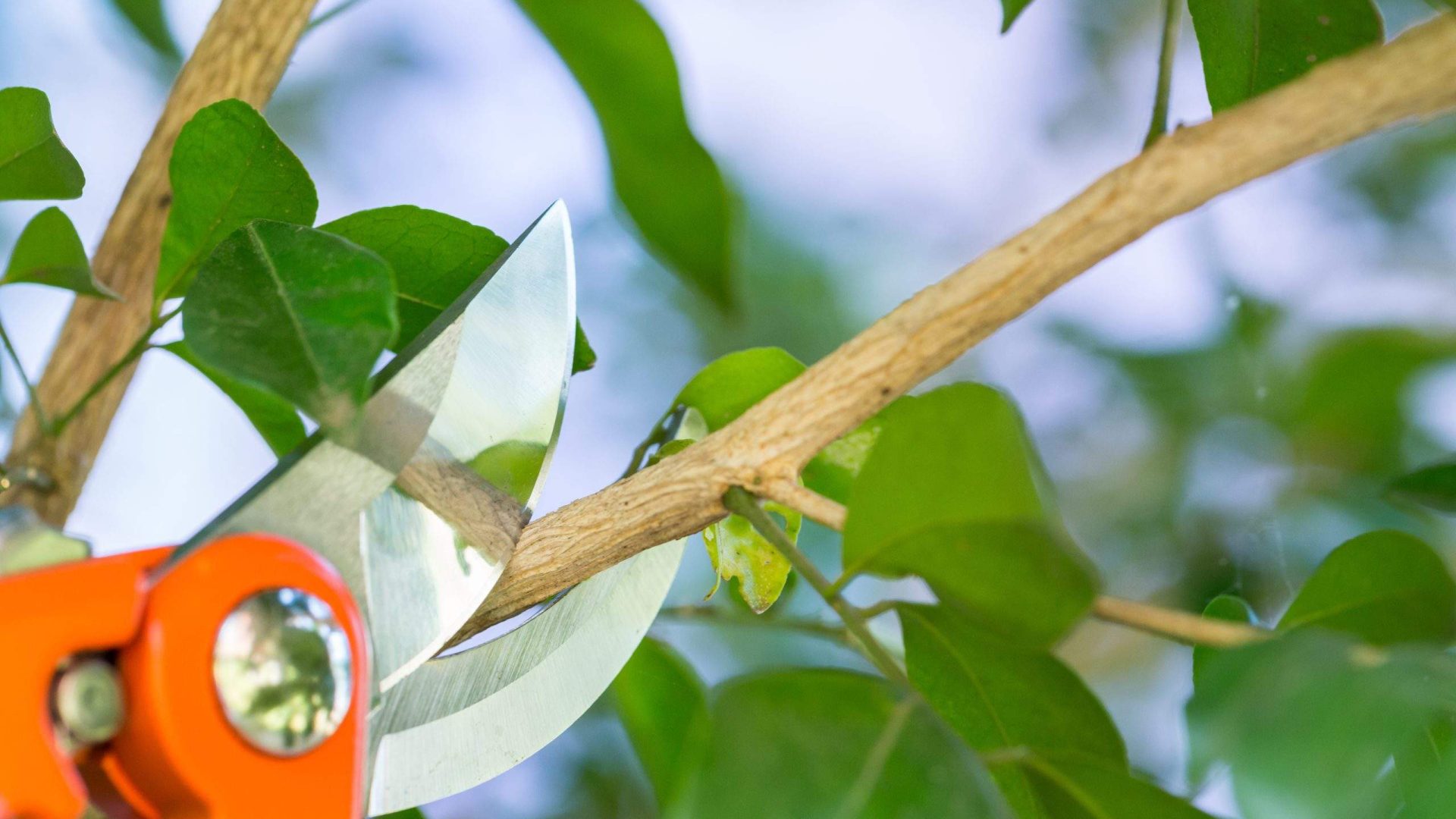 Garden shears pruning a branch among lush green leaves