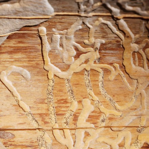 Traces Of Ask Bark Beetles damage Under Bark of a Spruce Tree