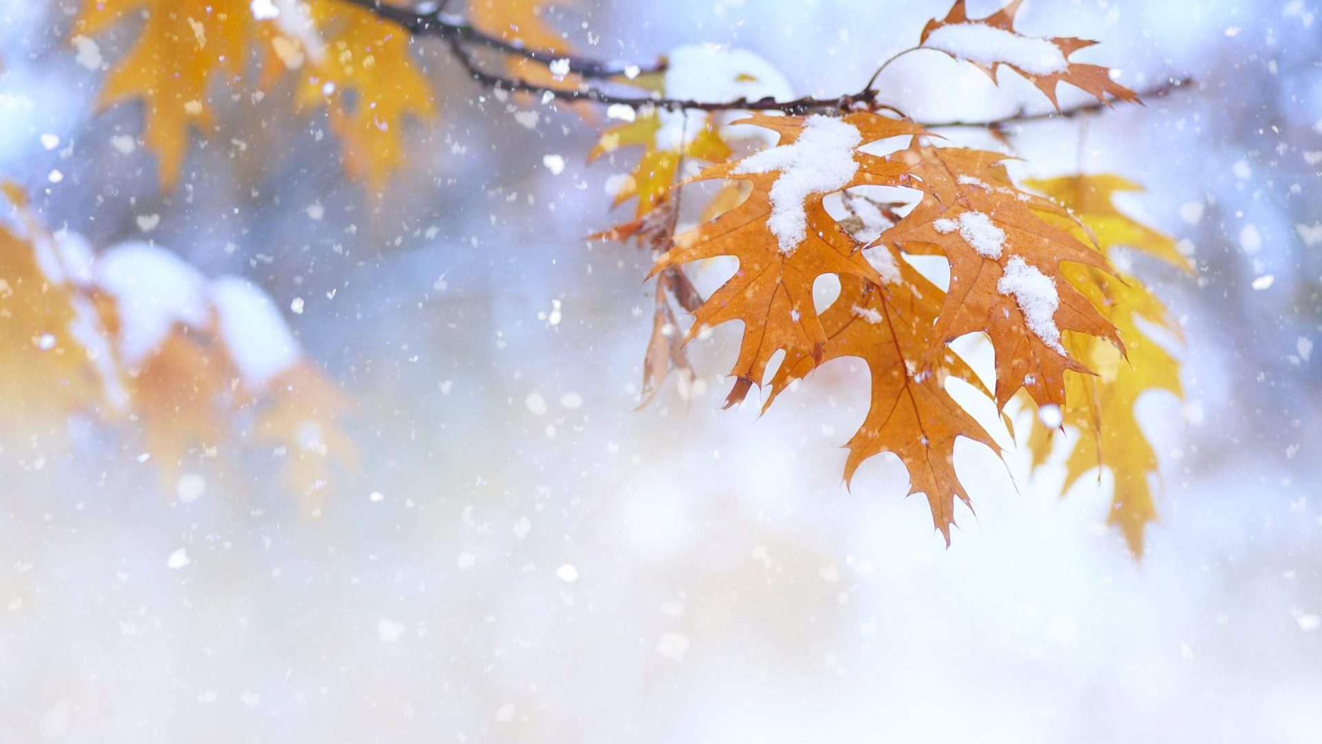 Snowflakes resting on golden autumn leaves