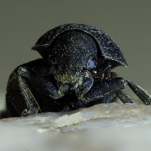 Close-up of a Rocky Mountain Pine Beetle on rock.