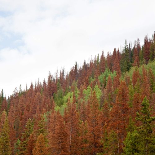 Drought Colorado Forest
