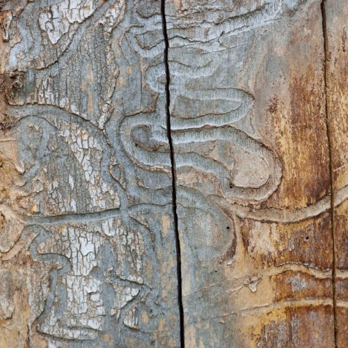 Close-up of intricate tree bark patterns caused by Emerald Ash Borer