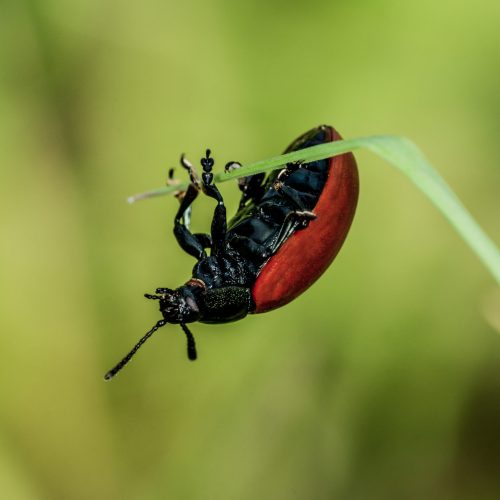 Cottonwood Leaf Beetle climbing on a thin green leaf